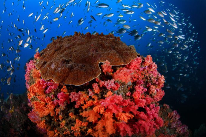 10% of Coral Reef Fish Live in Protected Waters