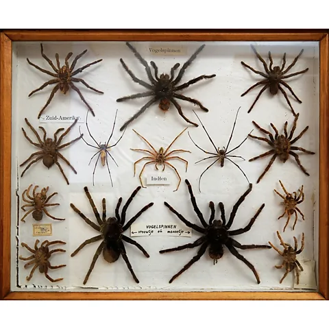 100 Spider Species Collected Like Pokémon trend.