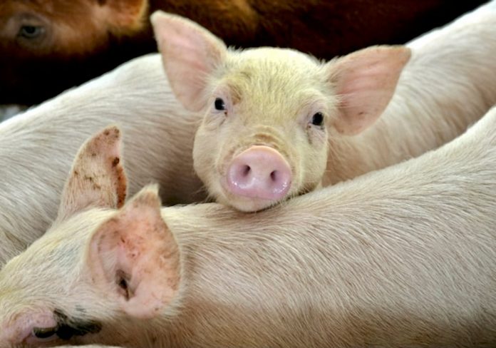 H5N1 Bird Flu Found in a Pig for First Time.