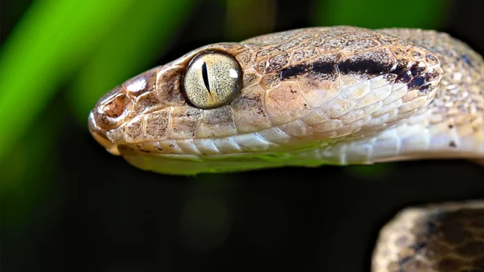 US Island swarmed by Alien, 12 species of Snakes and Spiders.