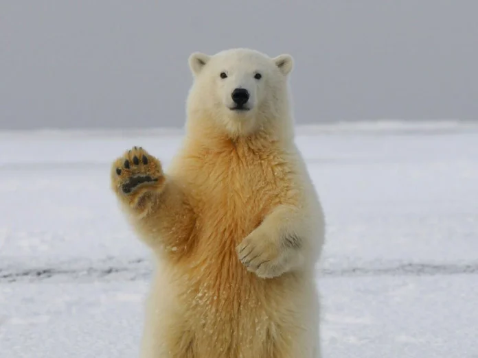 Warming Arctic Could Fuel Surge Bears in Diseases.