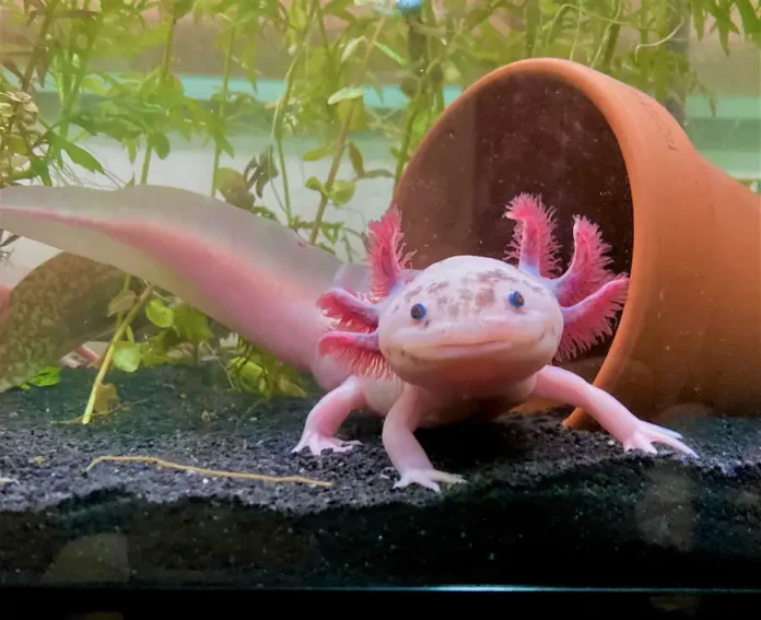 Why Are Axolotls Everywhere Except in Their Native Lake