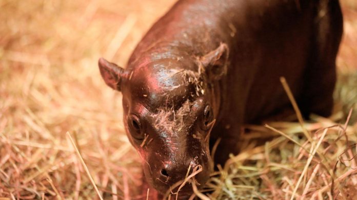 Pygmy Hippo Born at Scottish Zoo.