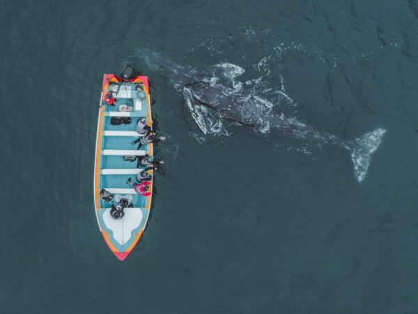 Where Whales Come to Watch You - Laguna San Ignacio.