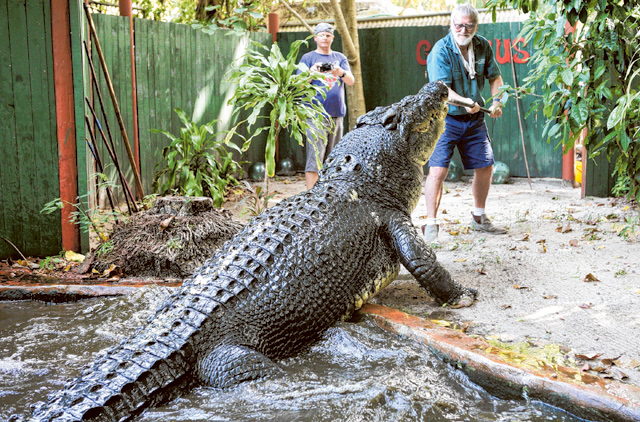 World's Largest Captive Crocodile, Dies at 110