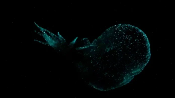 ‘Mystery Sea Slug’ in Ocean’s Midnight Zone.